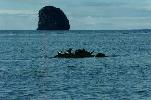 Seals off coast