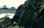 The petroglyphs