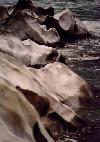 More rocks on the Hoh