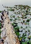 Elk Lake
