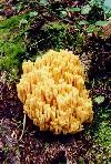 Fungus