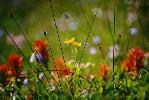 Wildflowers II