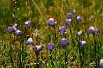 Wildflowers